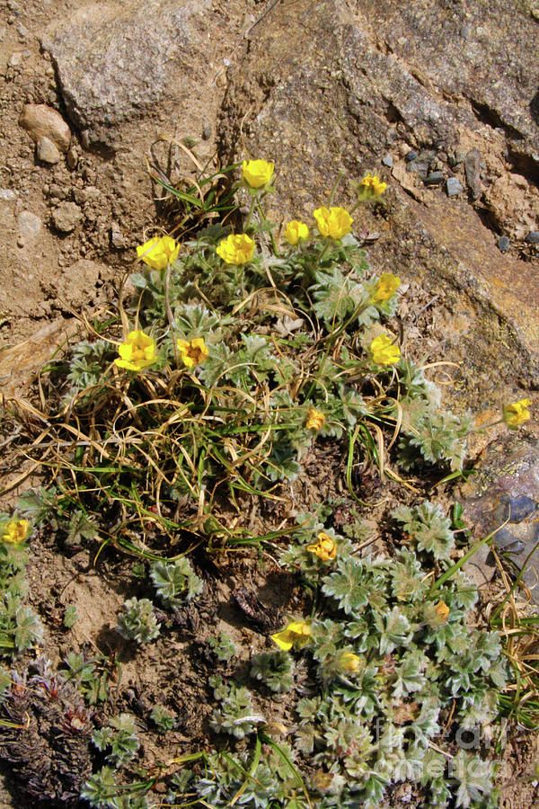 Mountain Photograph - Flowers in Rock by Mary Mikawoz