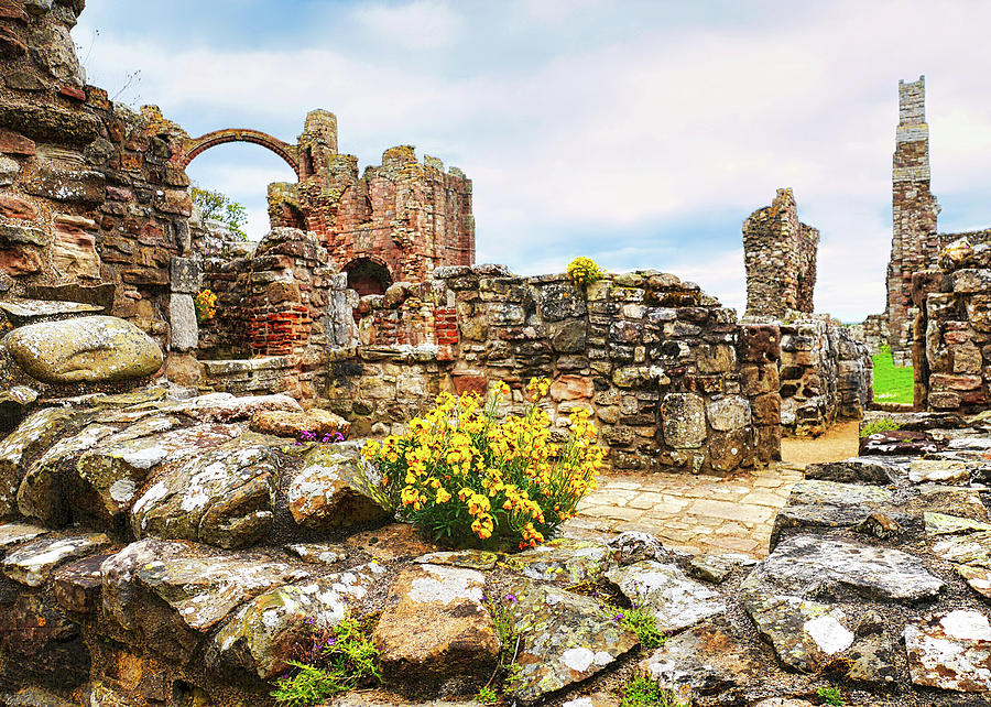 Flowers in Ruins Photograph by Lexa Harpell