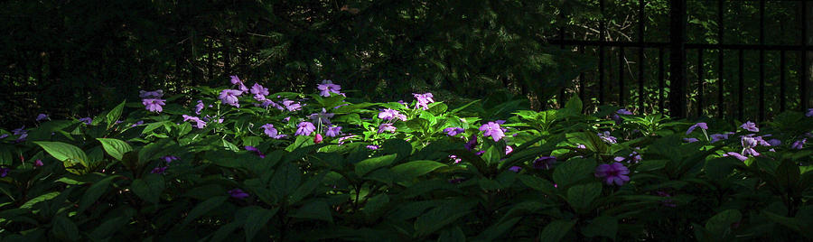 Flowers in Shade and Sun Photograph by Gerri Bigler