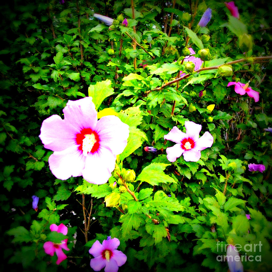 Flowers In The Bush - Lomography Photograph