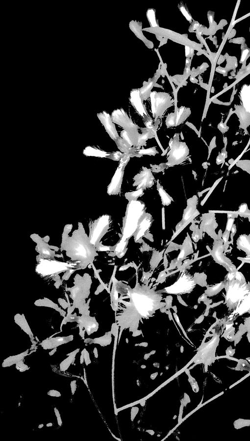 Flowers in the Dark Photograph by Brandon Strellis Flowers in the Dark Photograph by Brandon Strellis
