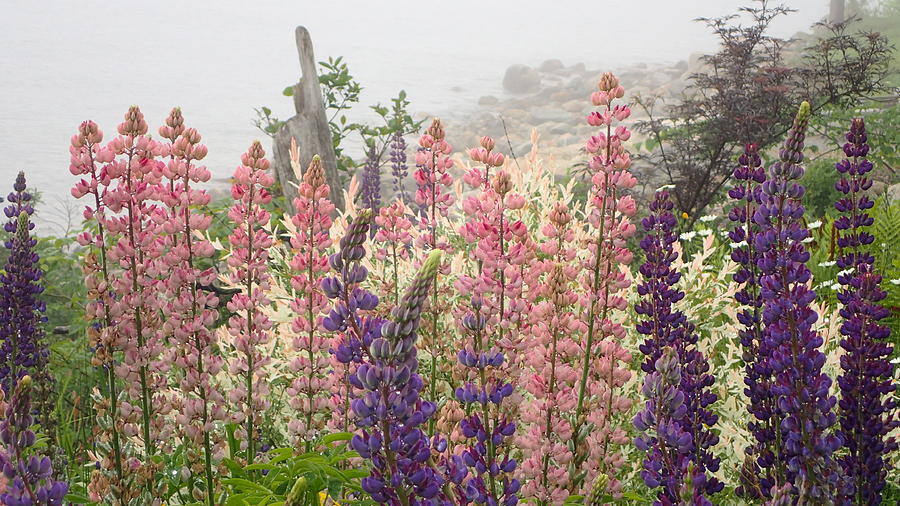Flowers In The Fog Photograph