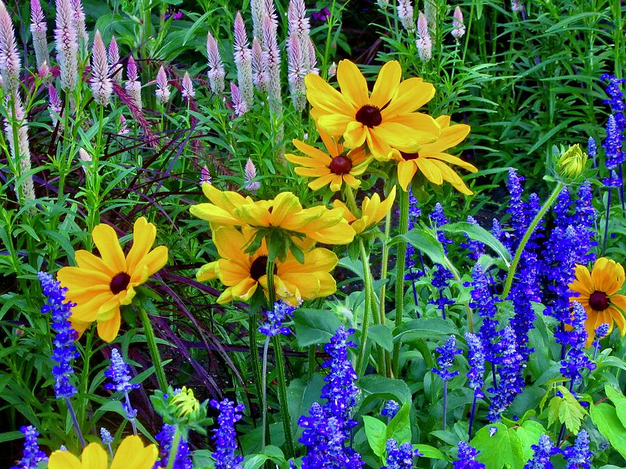 Flowers in the garden Photograph by Stephanie Moore