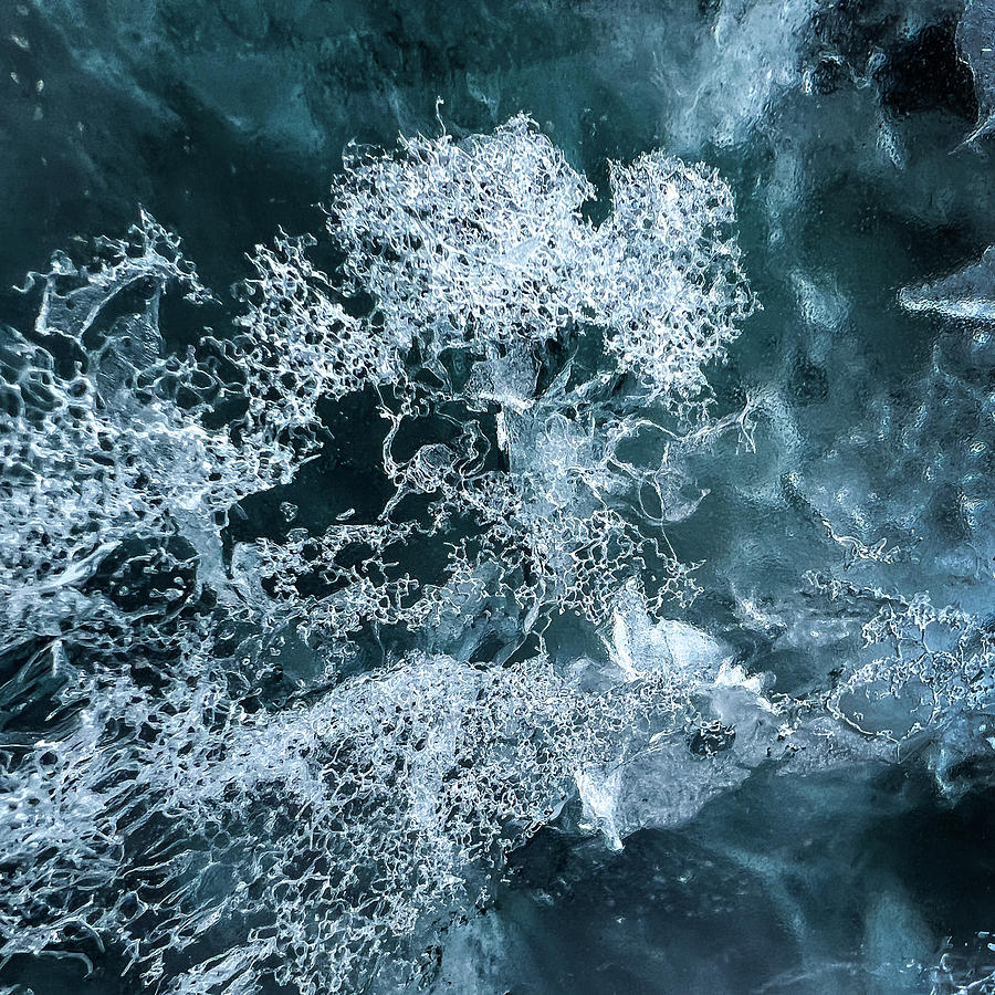 Flowers in the Ice Photograph by Alex Lapidus