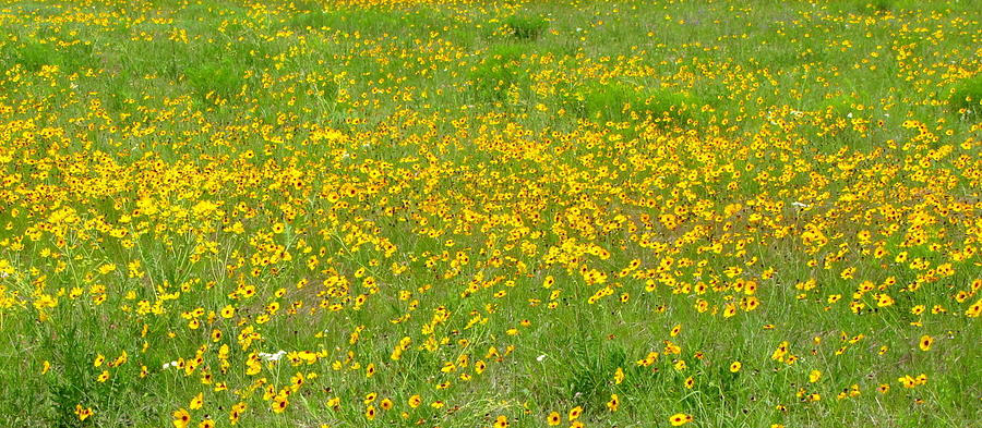 Flowers in the Pasture Photograph by Don Varney