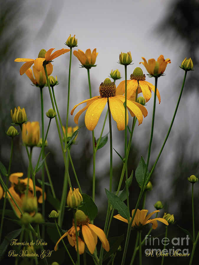 Flowers In The Rain 1 Photograph By Robert Meanor Fine Art America