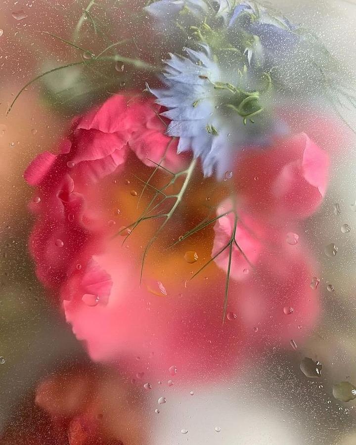 Flowers In The Rain Photograph By Vladislav Klenikov Fine Art America