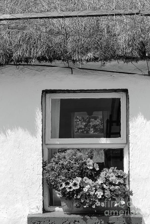 Flowers in the window Doagh bw Photograph by Eddie Barron