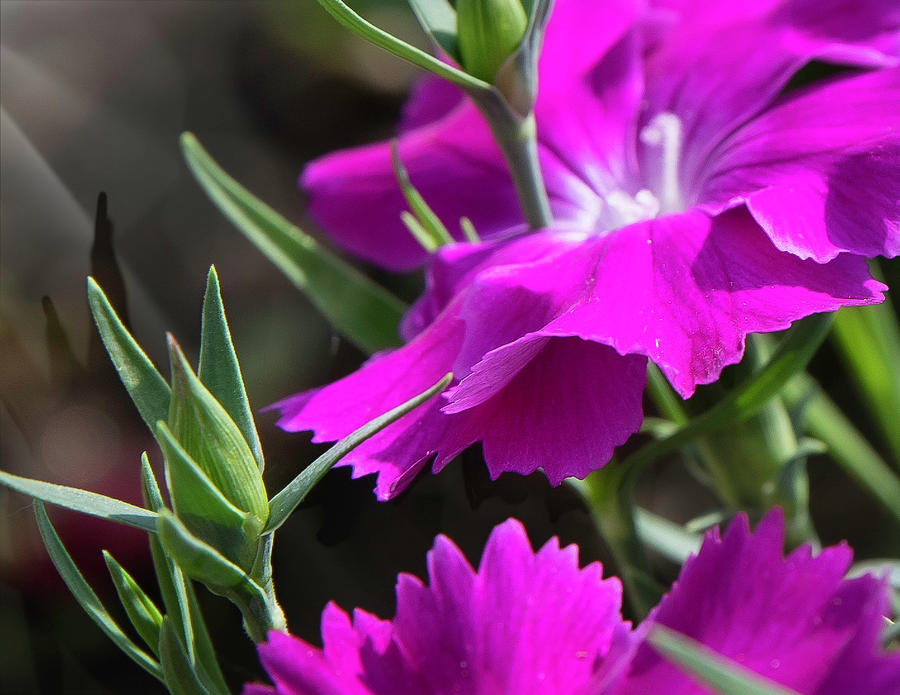 Flowers Photograph by Jerry Cline Fine Art America