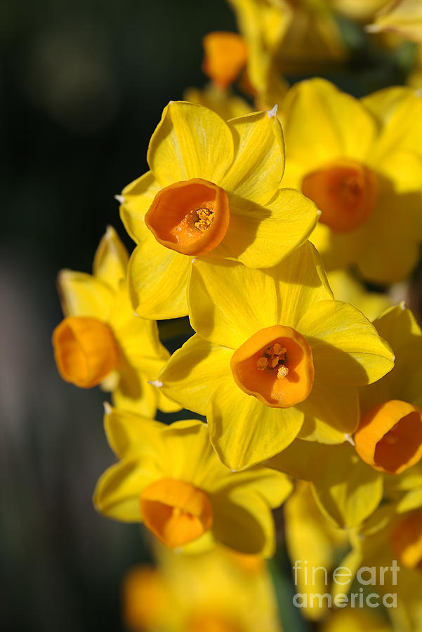 flowers-Jonquils-bright yellow Photograph by Joy Watson