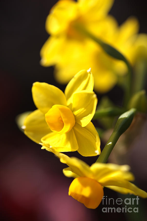 flowers-Jonquils-bulb Photograph by Joy Watson