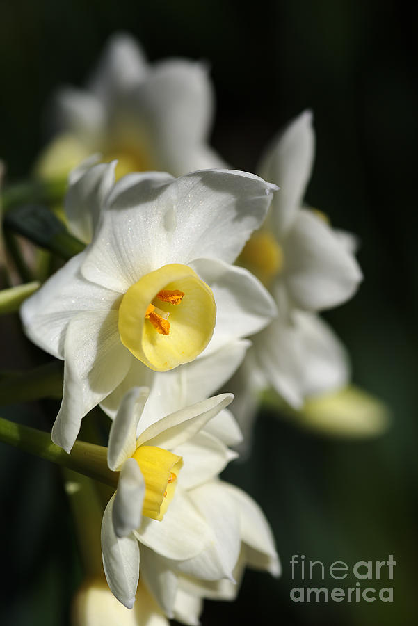 flowers-Jonquils-white-bulb Photograph by Joy Watson