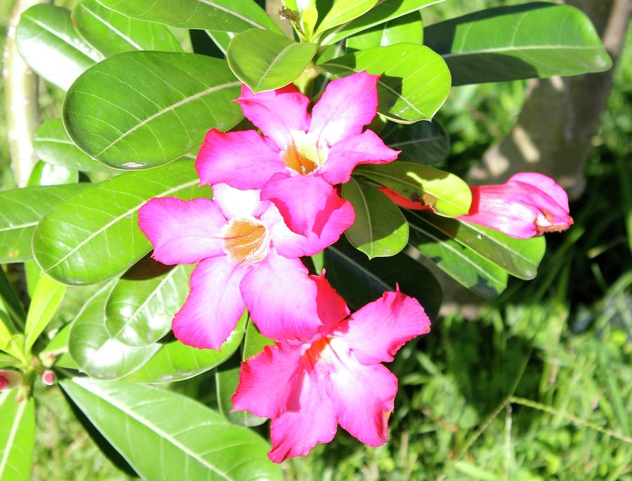 Flowers Photograph