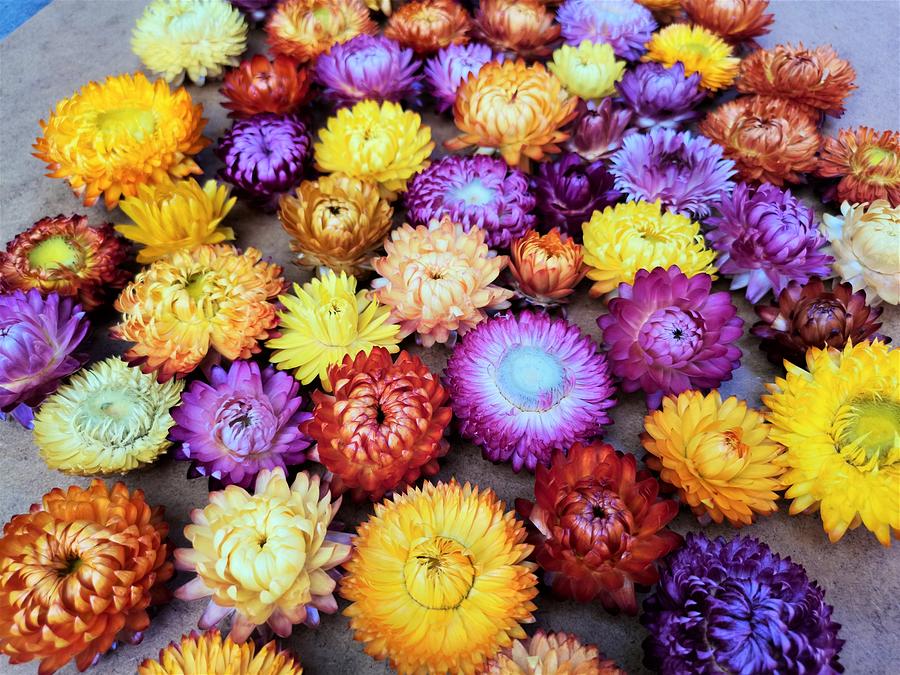 Helichrysum dried Flowers  Photograph by Nature Art