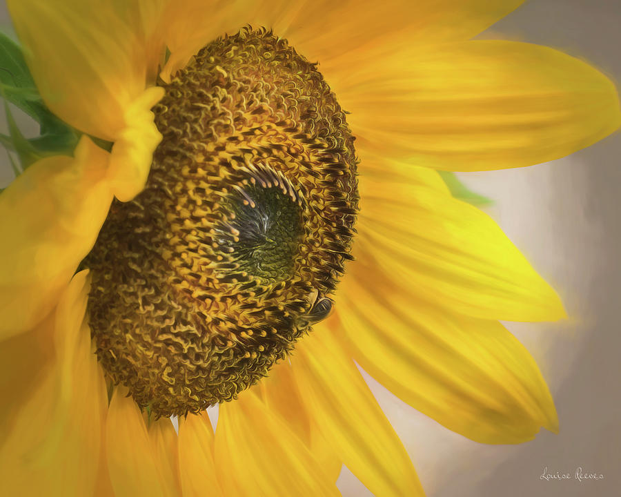 Flowers of a Sunflower Photograph by Louise Reeves