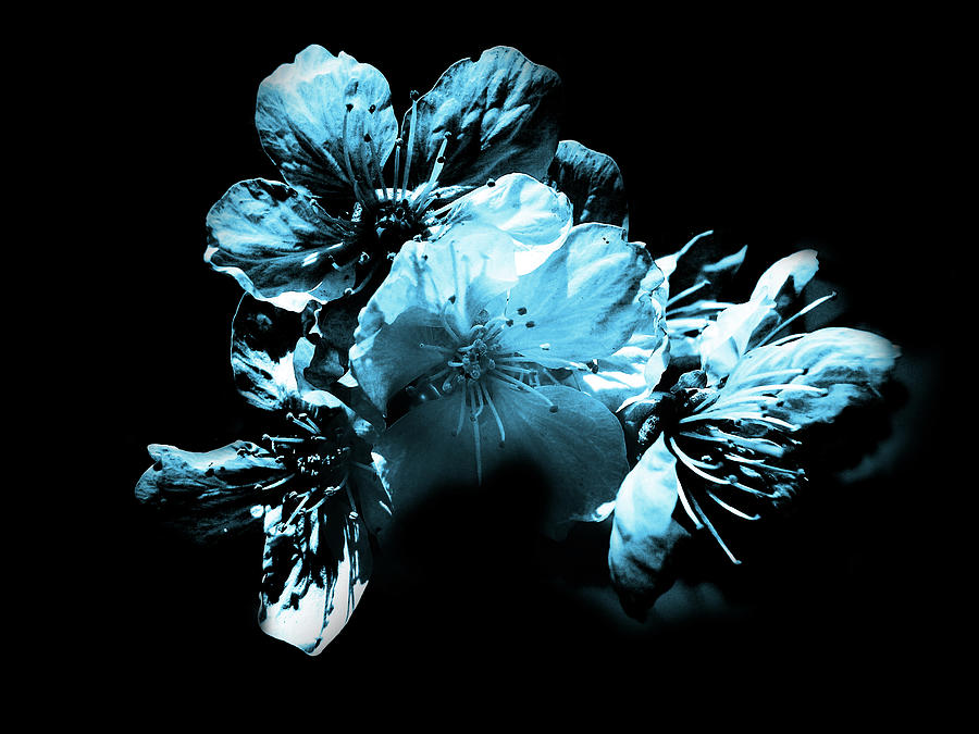 Flowers of an Apple Tree  in Moonlight Blue Color on a Black Background Photograph by Aneta Soukalova