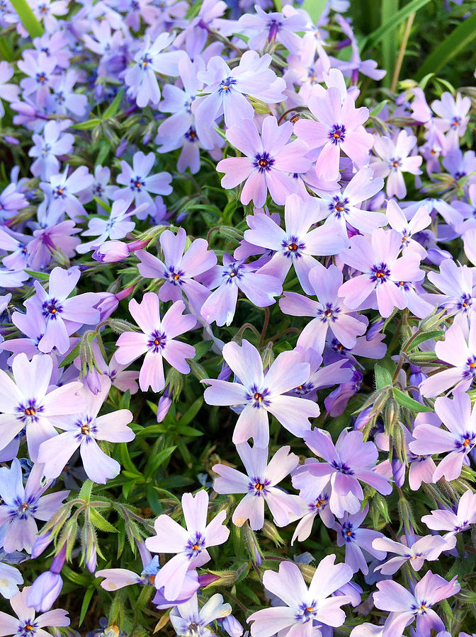 Flowers of Japan - Palest Bluish Lilacs Photograph by Totes and ...