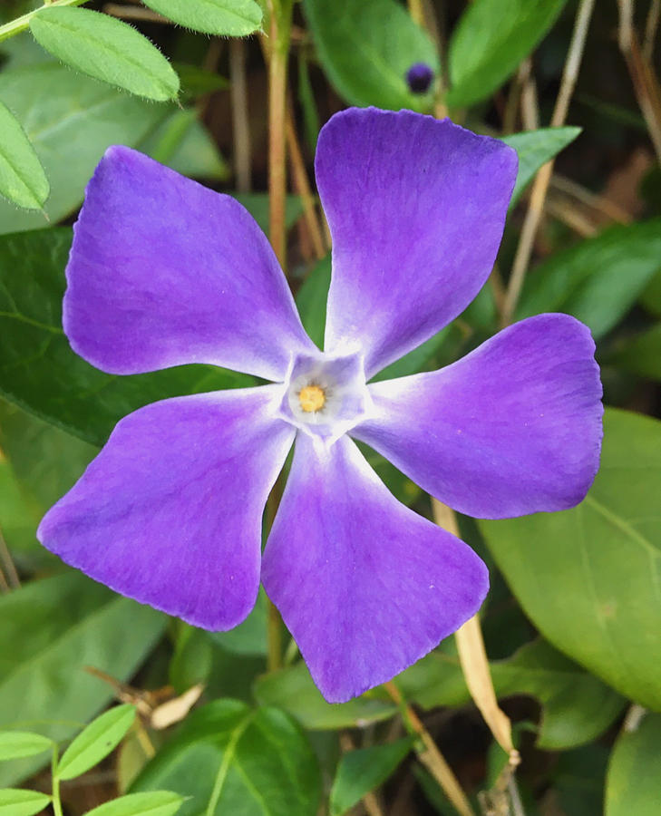 purple flower accessories