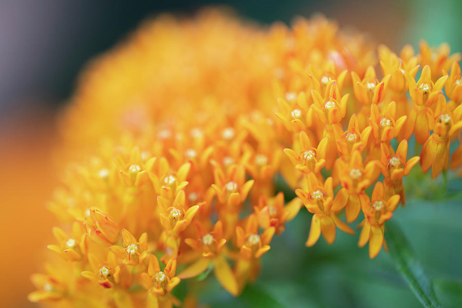 Flowers of NYC - Butterfly Weed Photograph by Marlo Horne