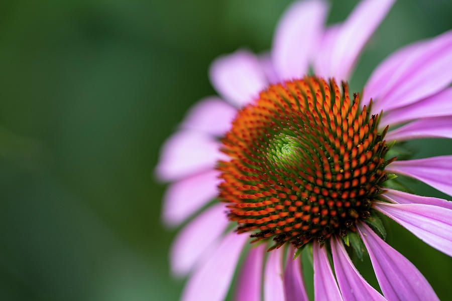 Flowers of NYC - Purple Coneflower Photograph by Marlo Horne