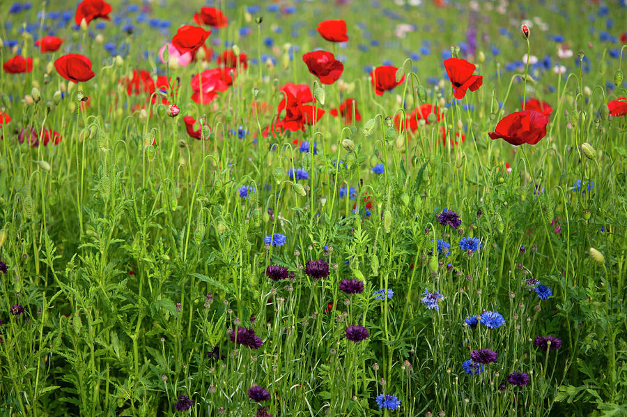 Flowers of Pictorial Meadow Photograph by Jenny Rainbow