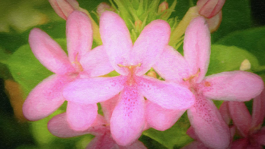 Flowers Of Pink Photograph