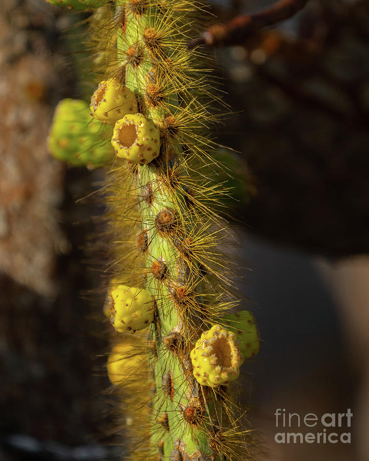 Flowers of Prickly Pear Cactus Photograph by Nancy Gleason