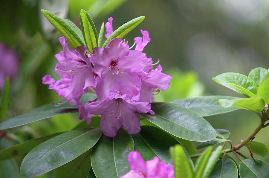 Flowers Of Rhododendron Hybrid Milan 1 Photograph by Jenny Rainbow