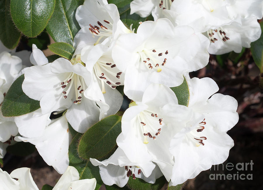 Flowers of rhododendron  Snow Lady Photograph by Bryan Attewell