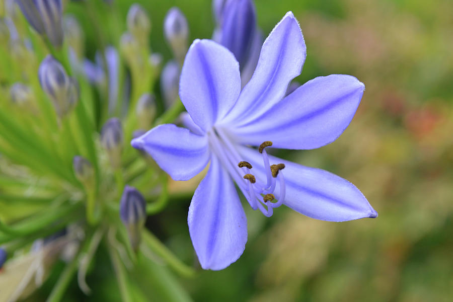 Flowers of SoCal - Agapanthus Flower Macro Photograph by Gaby Ethington