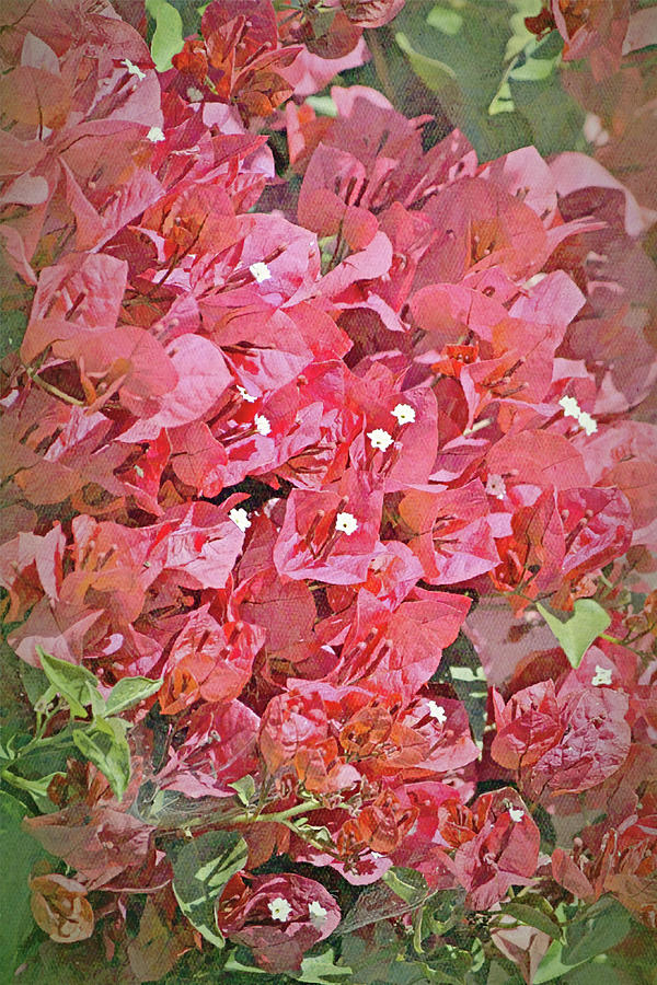 Flowers of SoCal - Bougainvillea Flowers Portrait Digital Art by Gaby Ethington