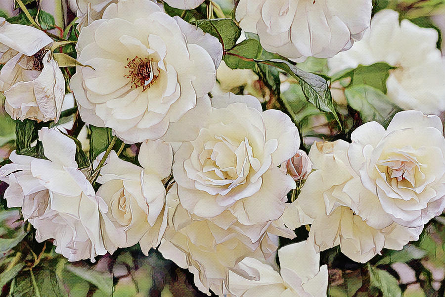 Flowers Of Socal - Burst Of White Roses Digital Art