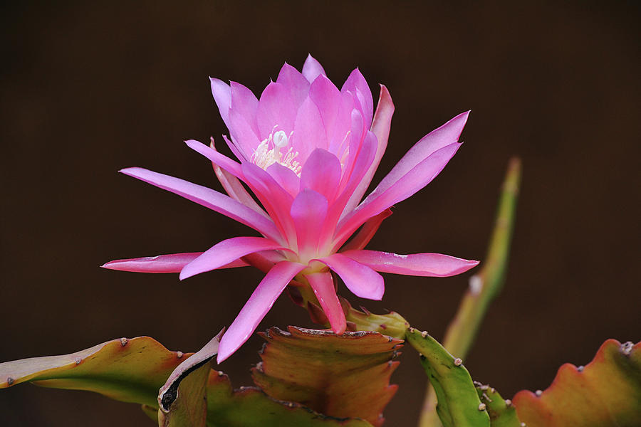 Flowers of SoCal - Cactus Orchid Pink Bloom Photograph by Gaby Ethington