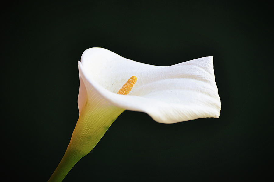 Flowers of SoCal - Calla Lily Flower in the Shade Garden Photograph by Gaby Ethington