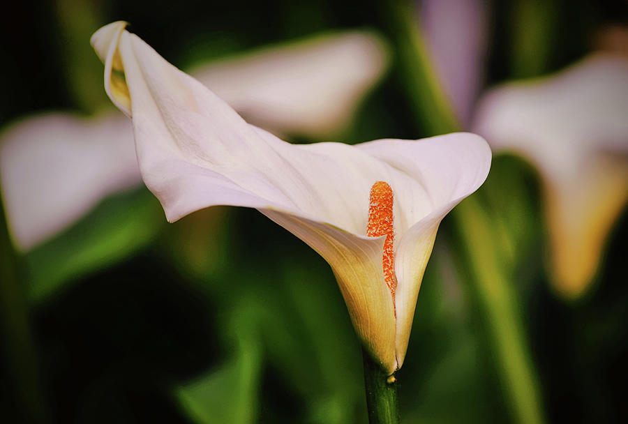 Flowers of SoCal - Calla Lily Garden Photograph by Gaby Ethington