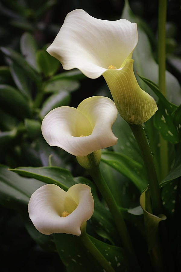 Flowers of SoCal - Calla Lily Portrait Photograph by Gaby Ethington