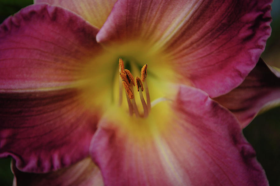 Flowers of SoCal - Day Lily Flower Macro Photograph by Gaby Ethington