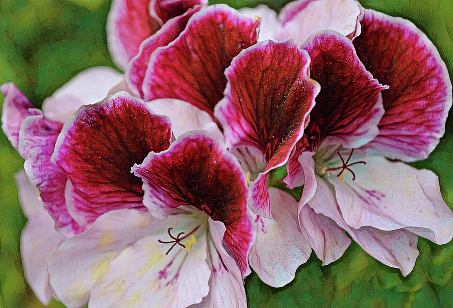 Flowers of SoCal - Double Pink Geranium Flowers Digital Art by Gaby Ethington
