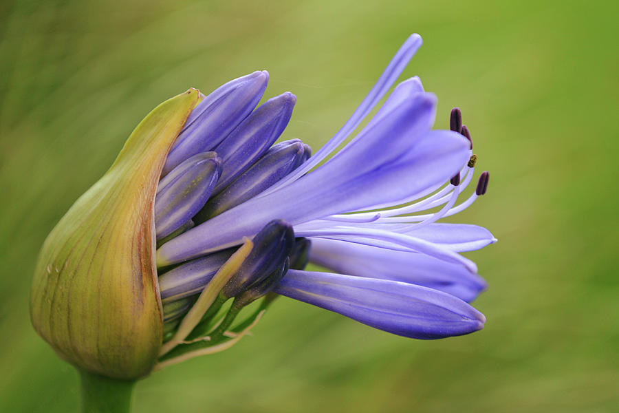Flowers of SoCal - Emergence of Agapanthus Flower Photograph by Gaby Ethington