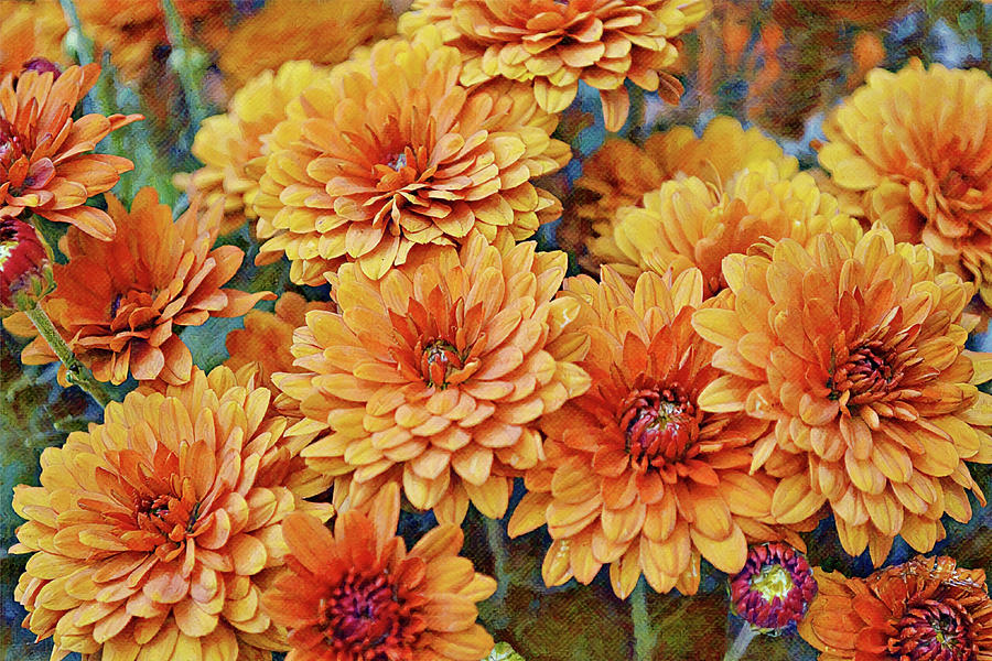 Flowers of SoCal - Fall Mum Flowers Digital Art by Gaby Ethington