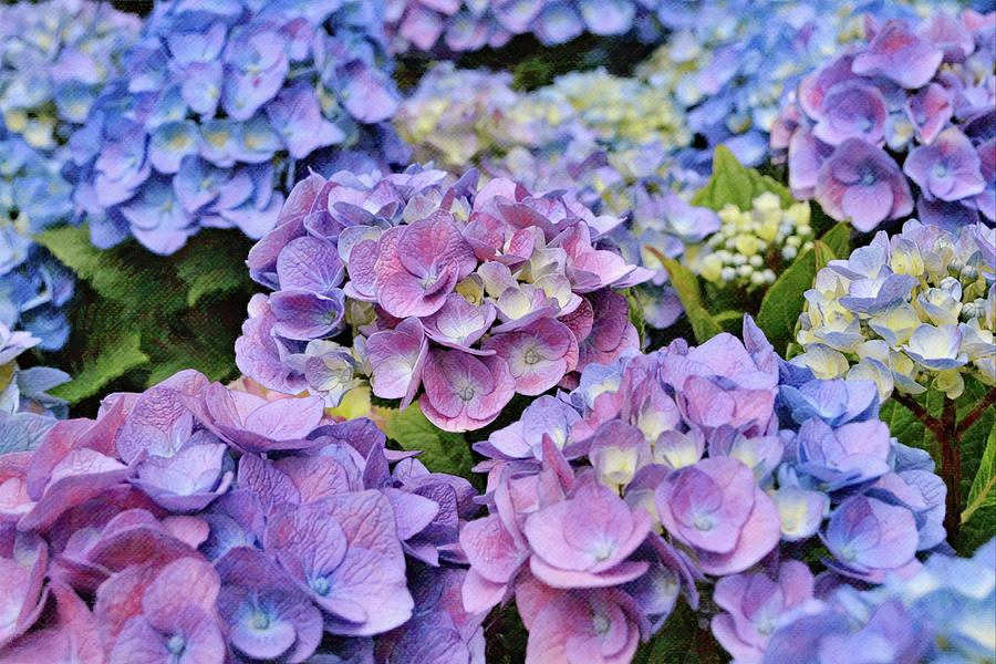 Flowers of SoCal - Hydrangea Flower Colorful Blossoms Digital Art by Gaby Ethington