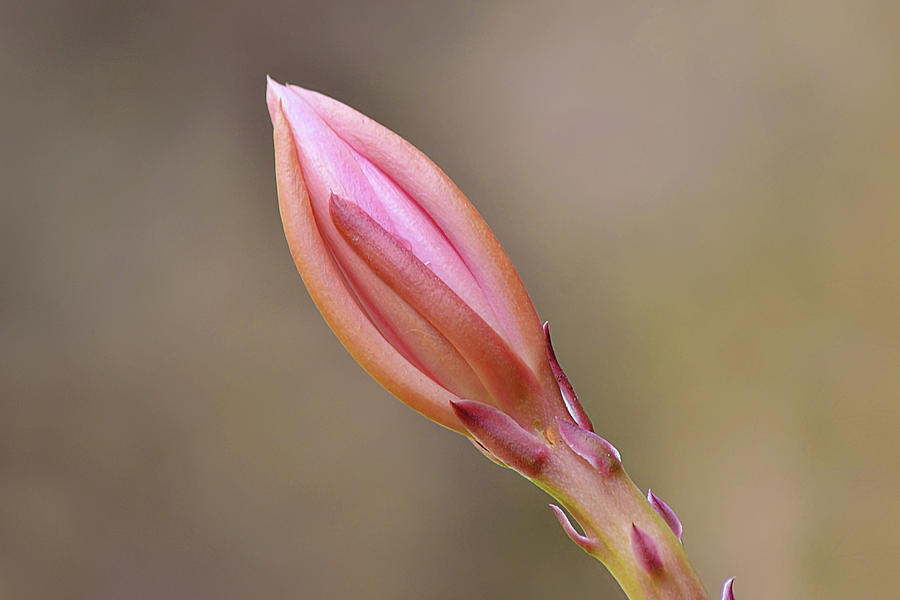 Flowers of SoCal - Orchid Cactus Bud Photograph by Gaby Ethington