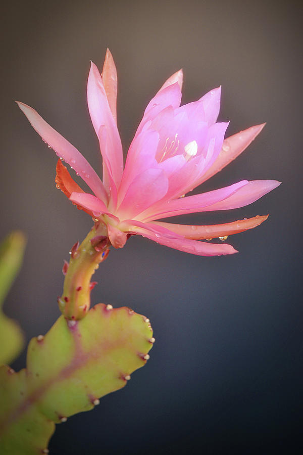 Flowers of SoCal - Orchid Cactus Portrait Photograph by Gaby Ethington