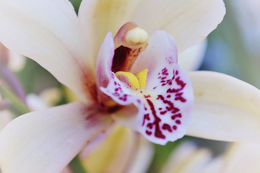 Flowers of SoCal - Orchid Close Up Photograph by Gaby Ethington