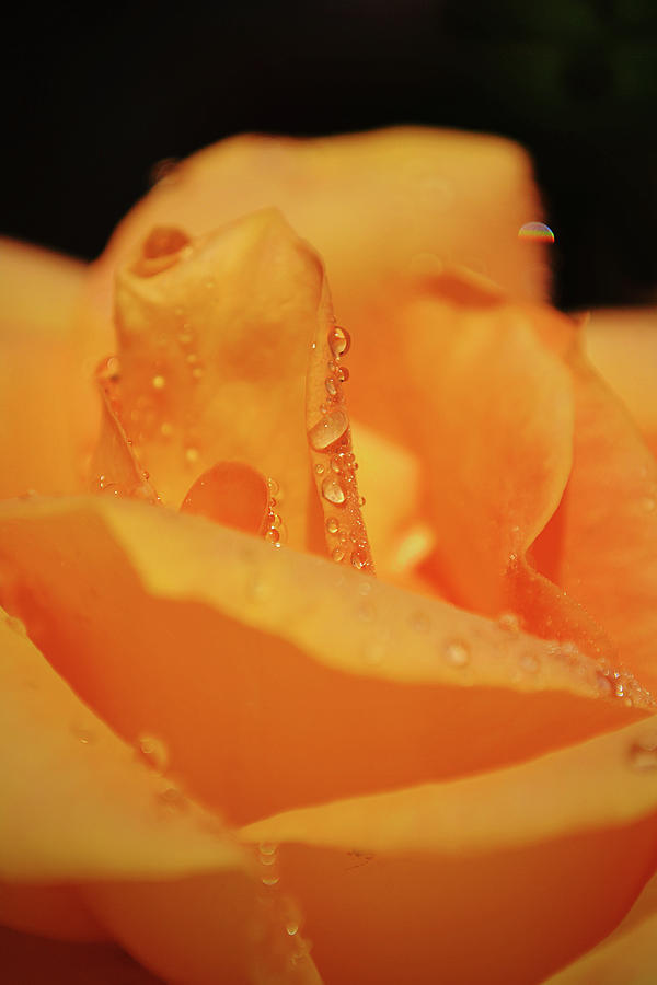 Flowers of SoCal - Peach Gold Rose Raindrops Portrait Photograph by Gaby Ethington