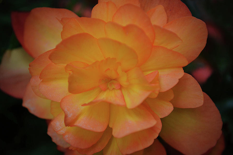Flowers of SoCal - Peachy Begonia Photograph by Gaby Ethington