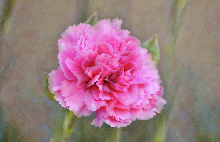 Flowers of SoCal - Pink Carnation Flower Digital Art by Gaby Ethington