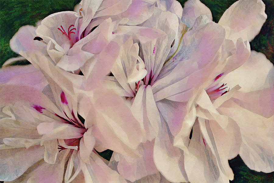 Flowers of SoCal - Pink Geranium Flowers Digital Art by Gaby Ethington