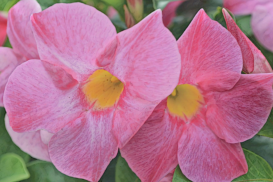 Flowers of SoCal - Pink Mandevilla Flowers Digital Art by Gaby Ethington