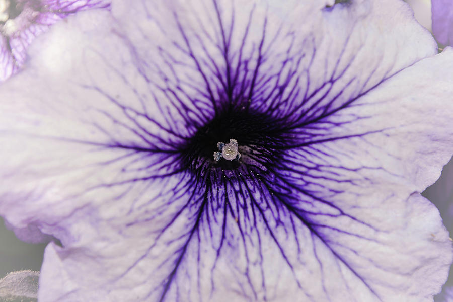 Flowers of SoCal - Purple Petunia Macro Photograph by Gaby Ethington